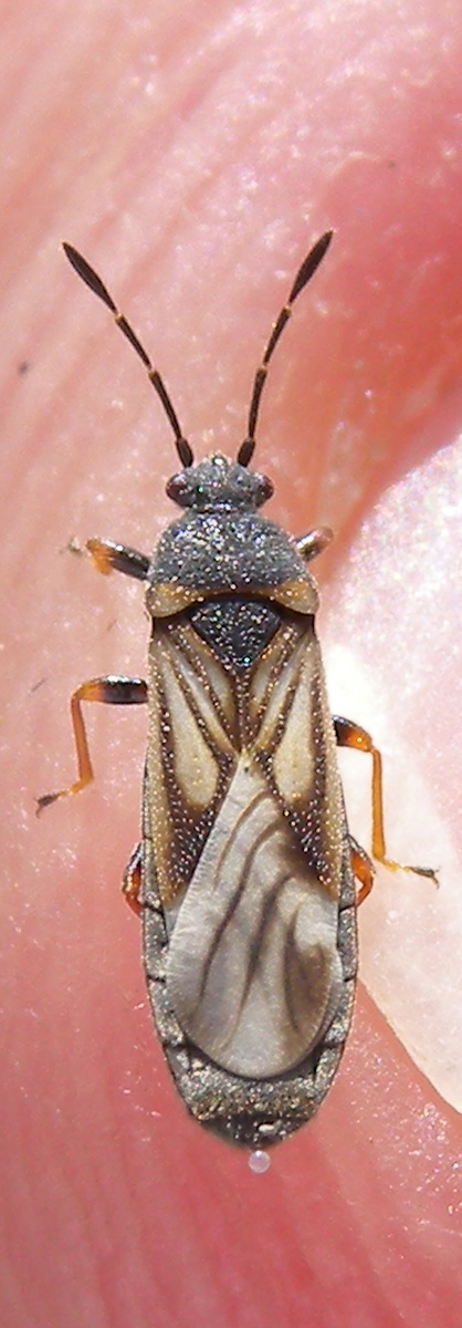 Lygaeidae: Ischnodemus cfr. quadratus di Paullo (MI)